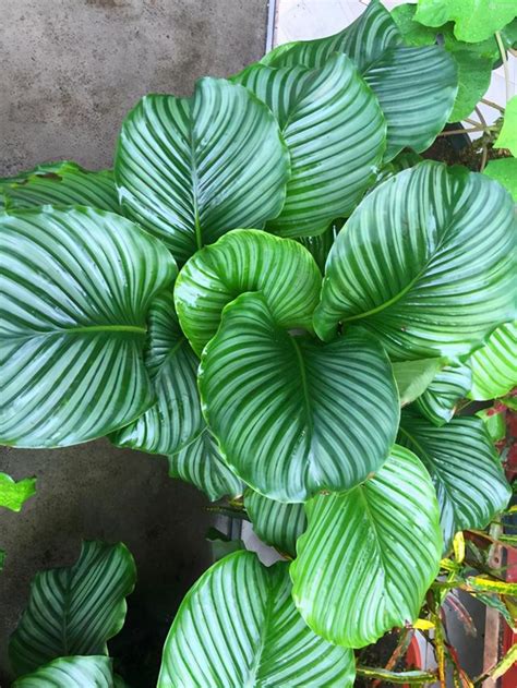 北向陽台植物